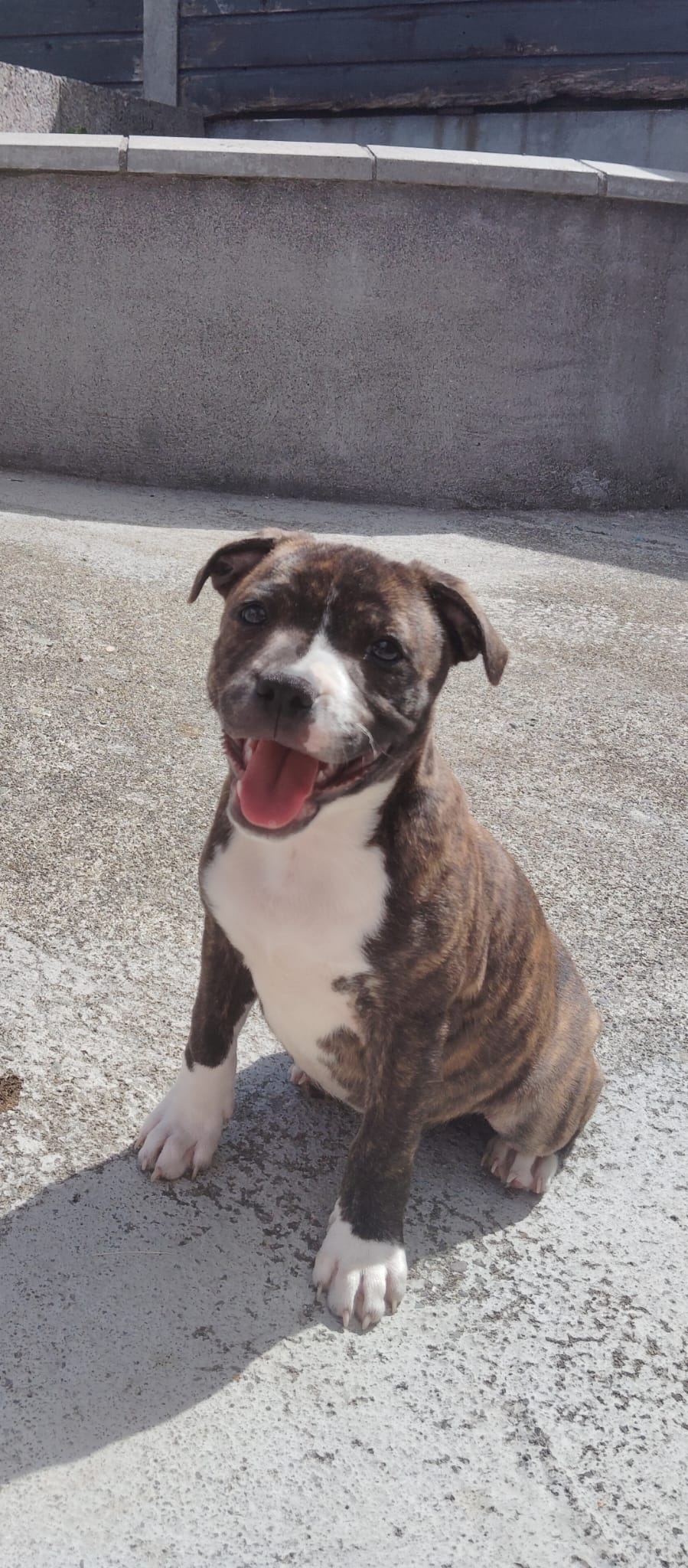 Male pup
