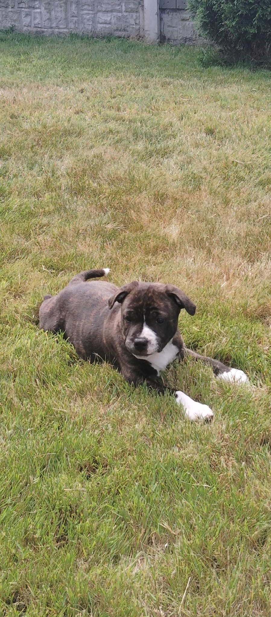 Male pup