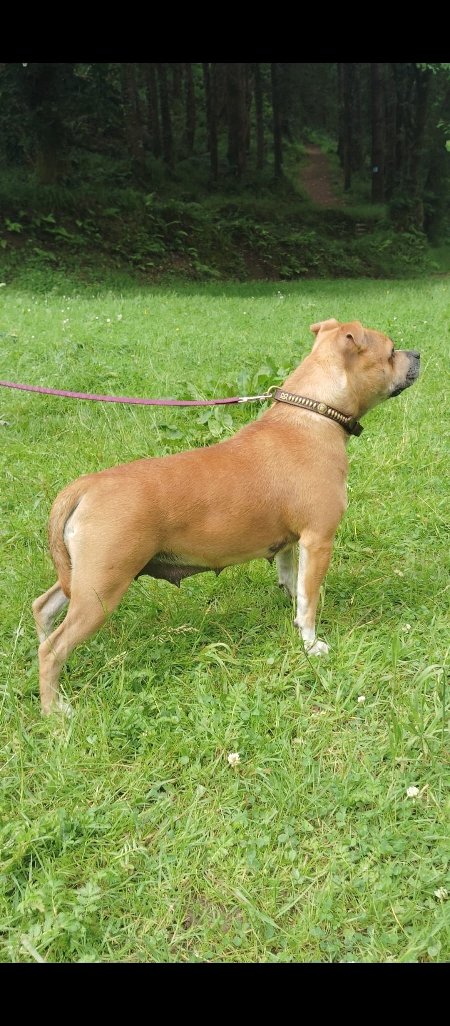 Male pup