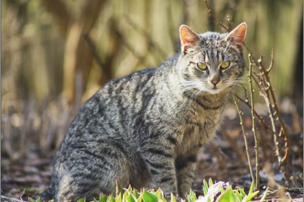 Raising Awareness for Feral Cats: Understanding Their Needs