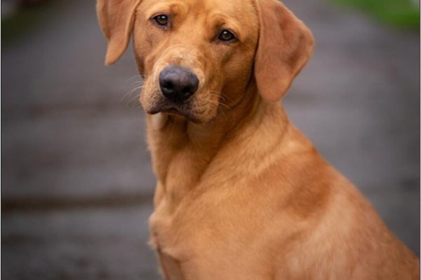When and Why should I Neuter my Dog?