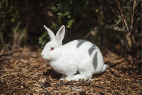 Thinking of Getting a Rabbit? Here's what you should know.